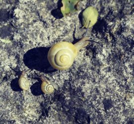 Twin Moms are different! Do you wonder why? Read more to know about their peculiar features and why they have to behave so!